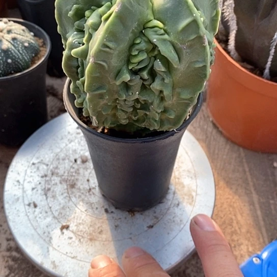 一个大核桃仙人球