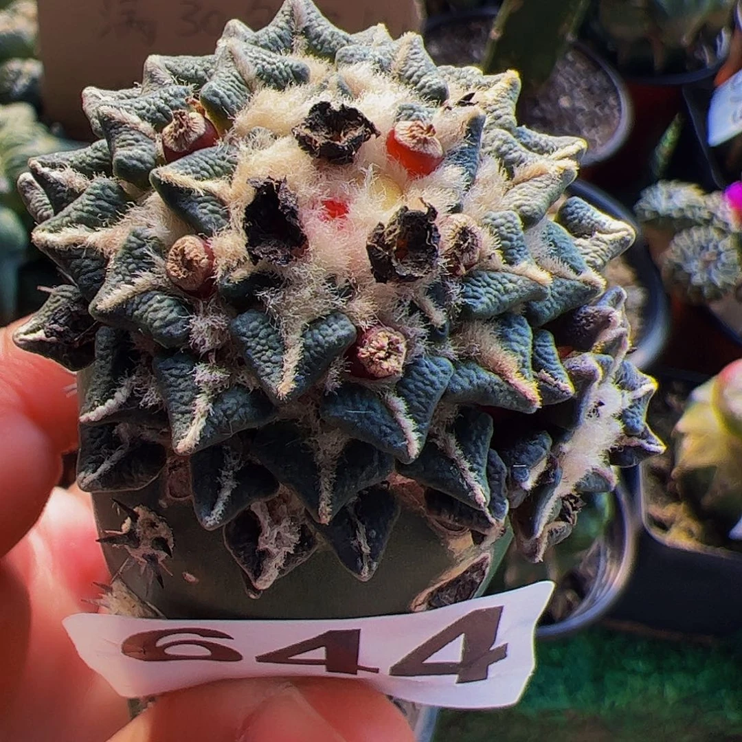 无花朵双头姬牡丹641