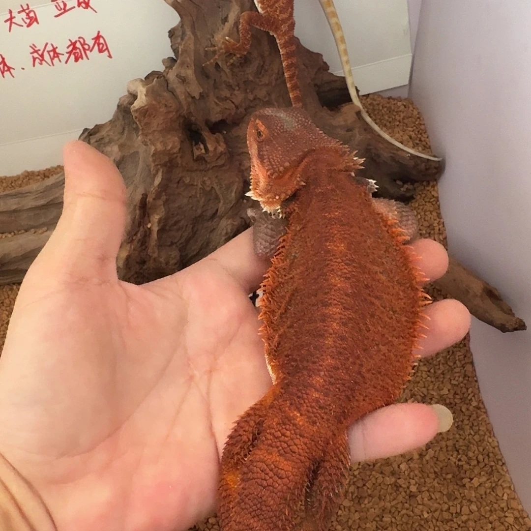 鬃狮蜥瑕疵母 后腿不会走 不包其他