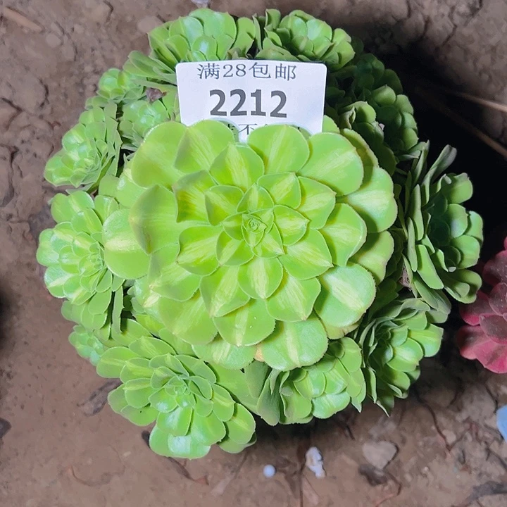 2212翡翠琉璃多肉植物
