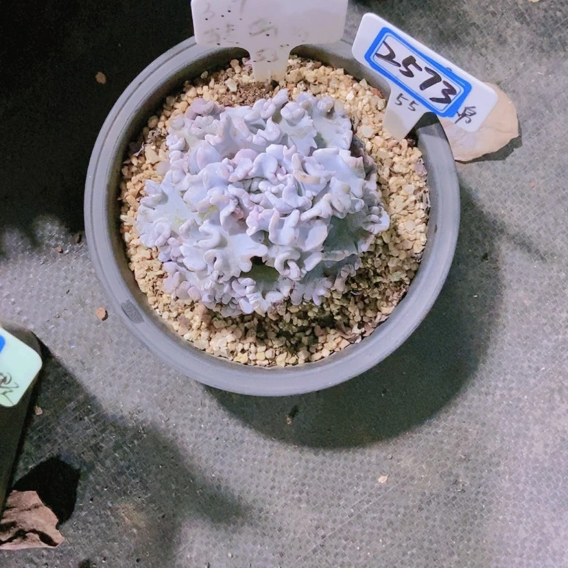 【闪购商品】@**呀2573