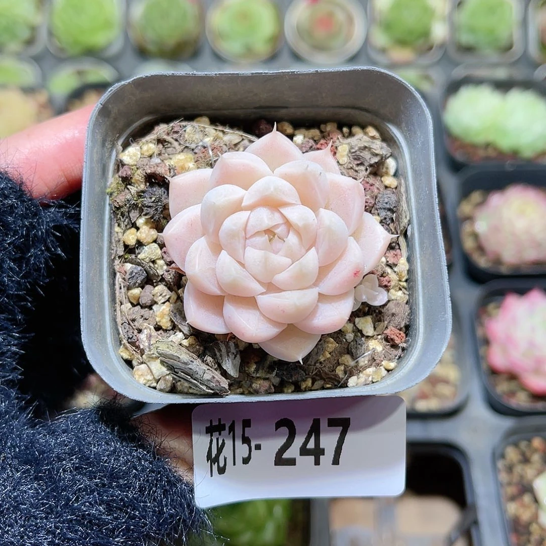 花利美15-247麦秆