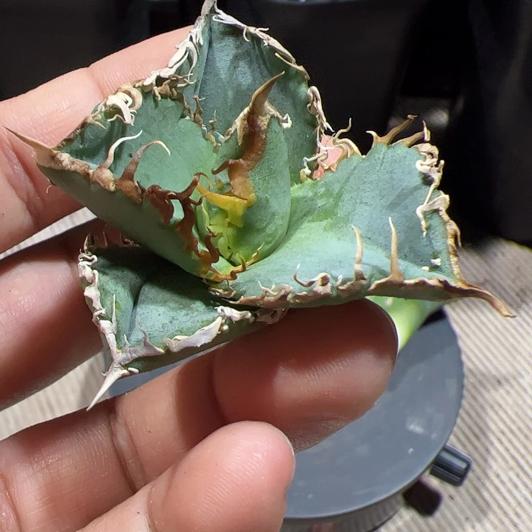 火顶芽龙舌兰仁王冠
