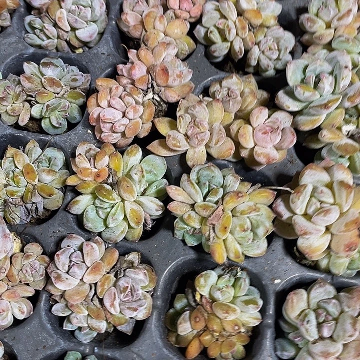 小星影群1元带土发货