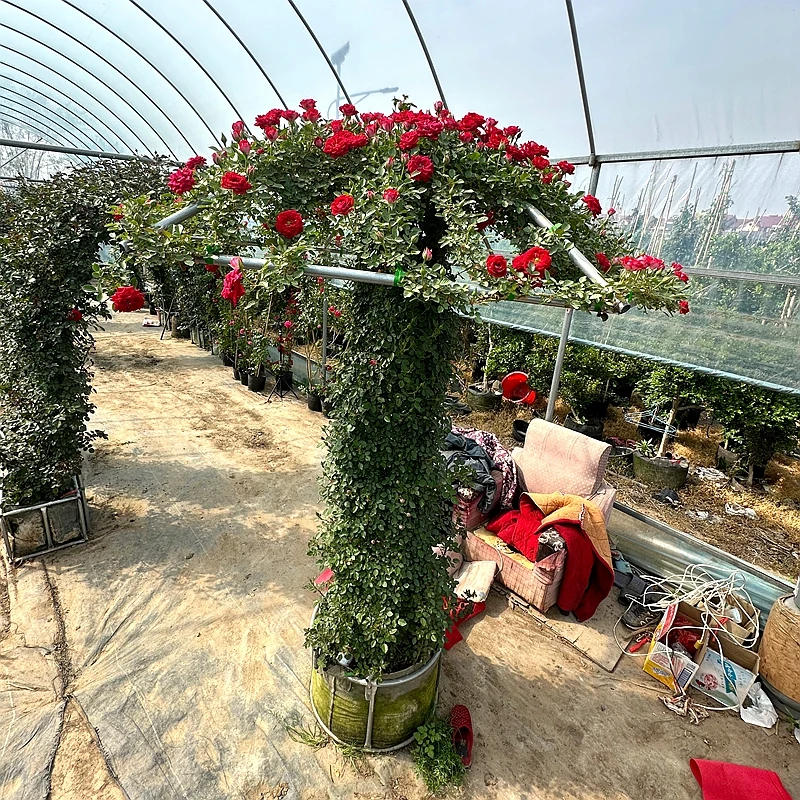 造型爬藤月季藤本凉亭造型小女孩红色庭院别墅造景花镜绿植耐寒