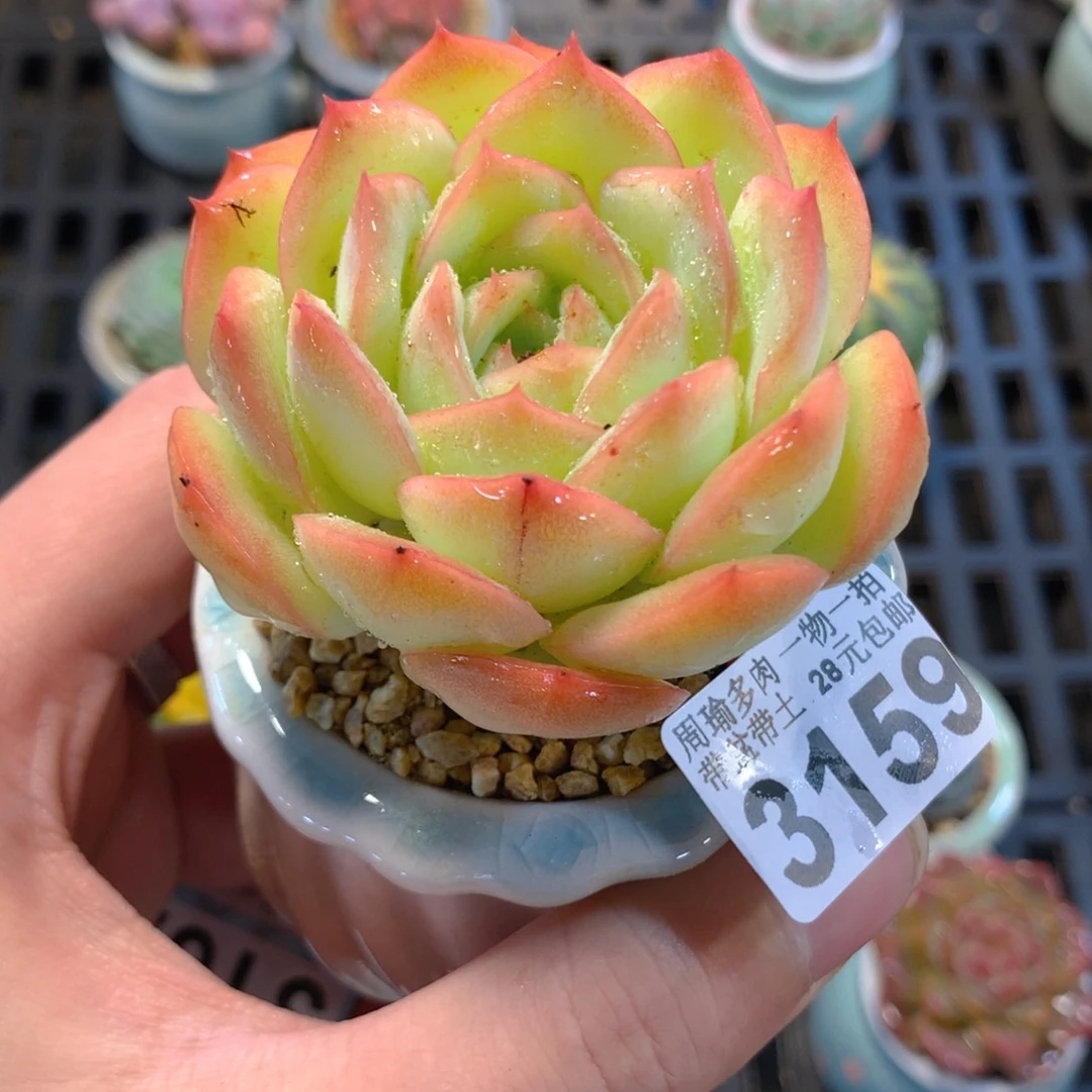 5厘米盆精控多肉3159