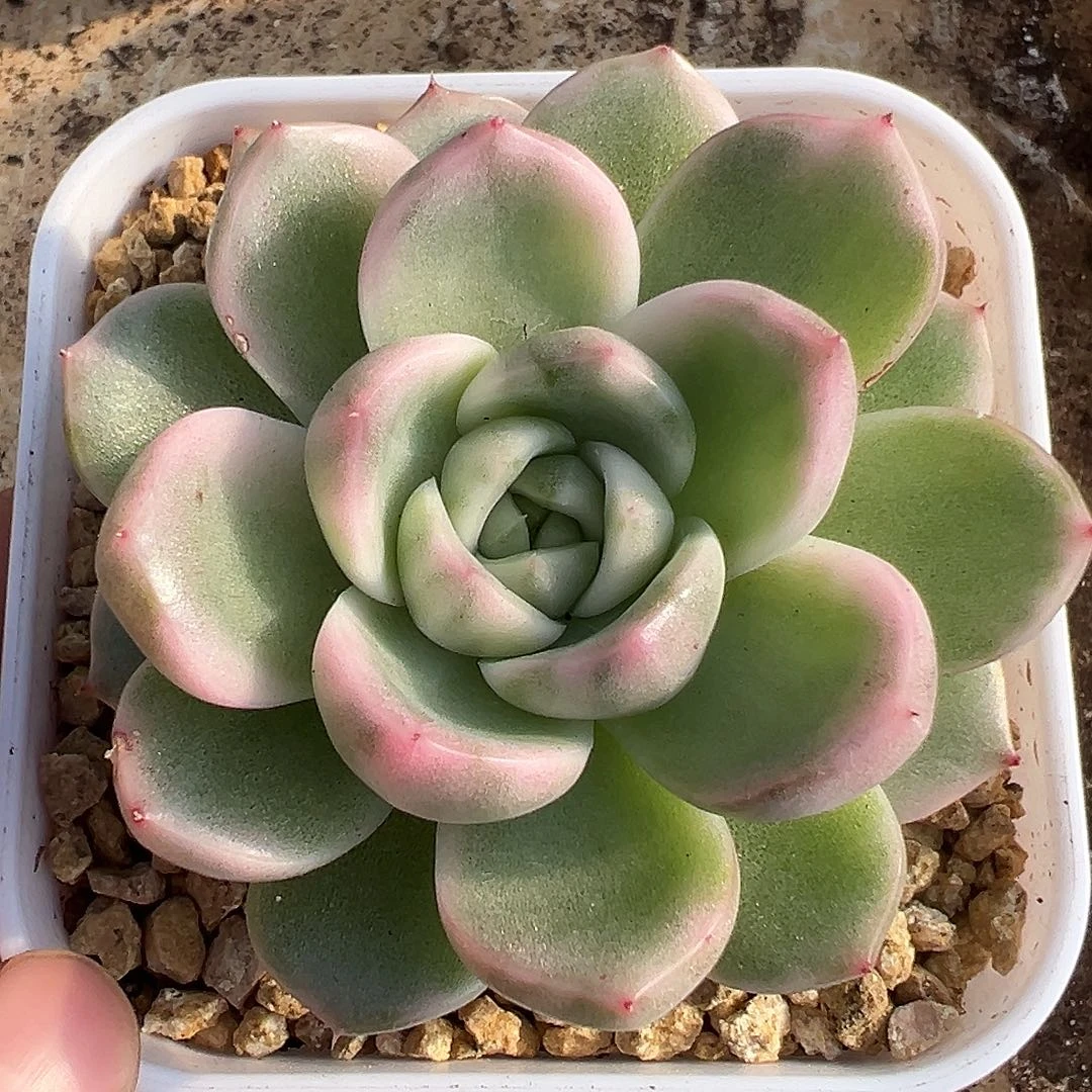 紫玲珑锦多肉植物