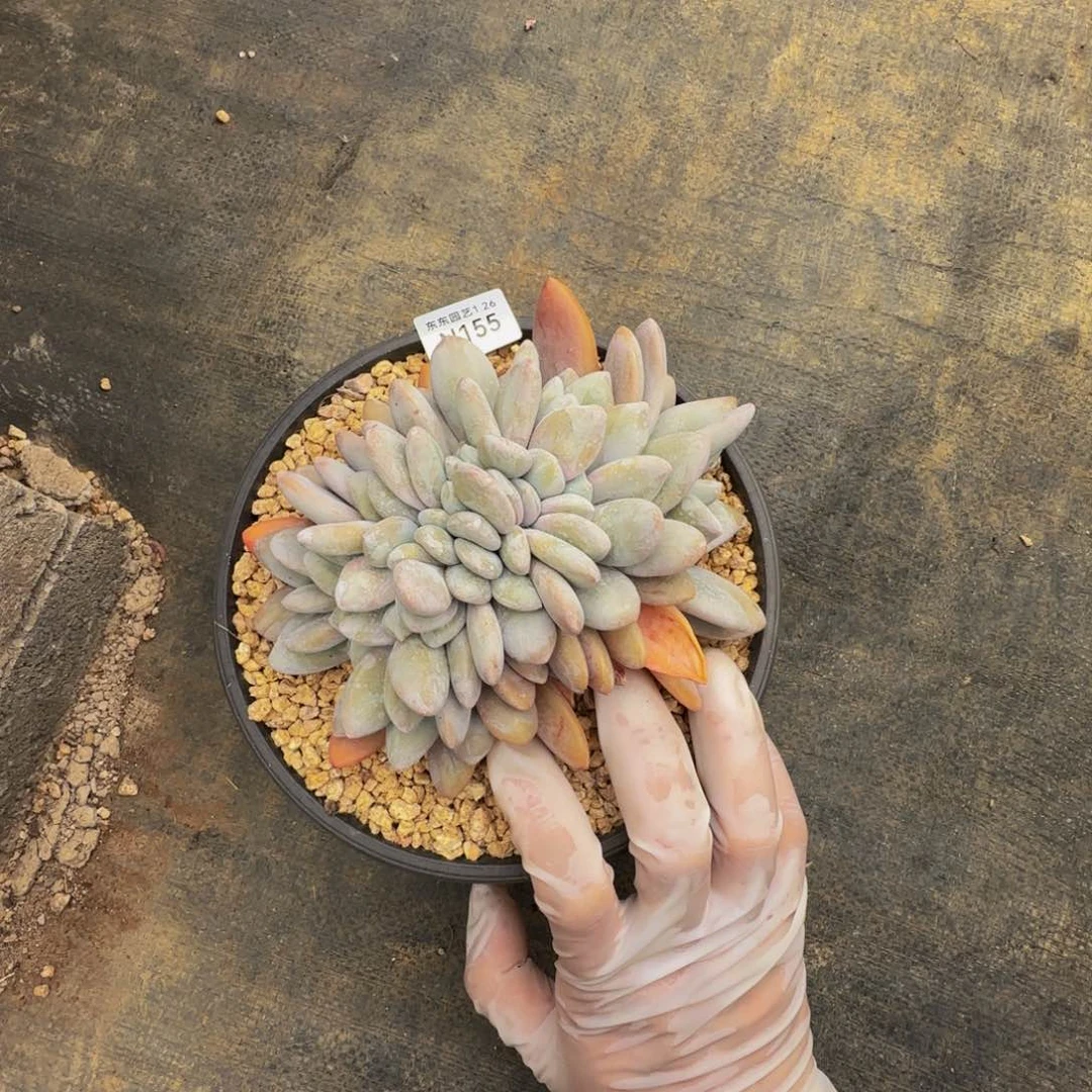 n n n n n n n n n 155