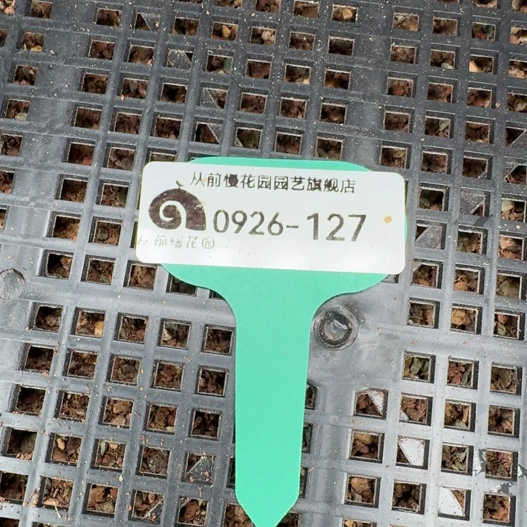 从前慢多肉精选编号0926.127