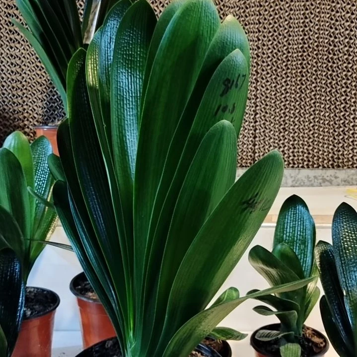 完全开放君子兰一物一拍不退不换看好下单