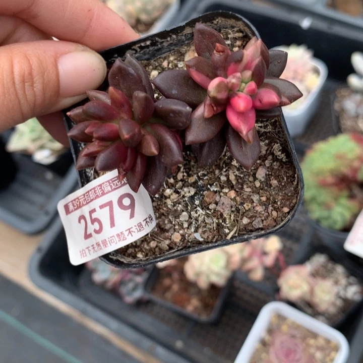 黑美人锦多肉植物和