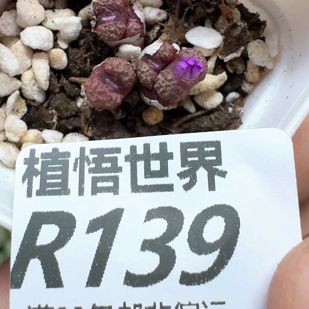 多肉植物的人生历程f