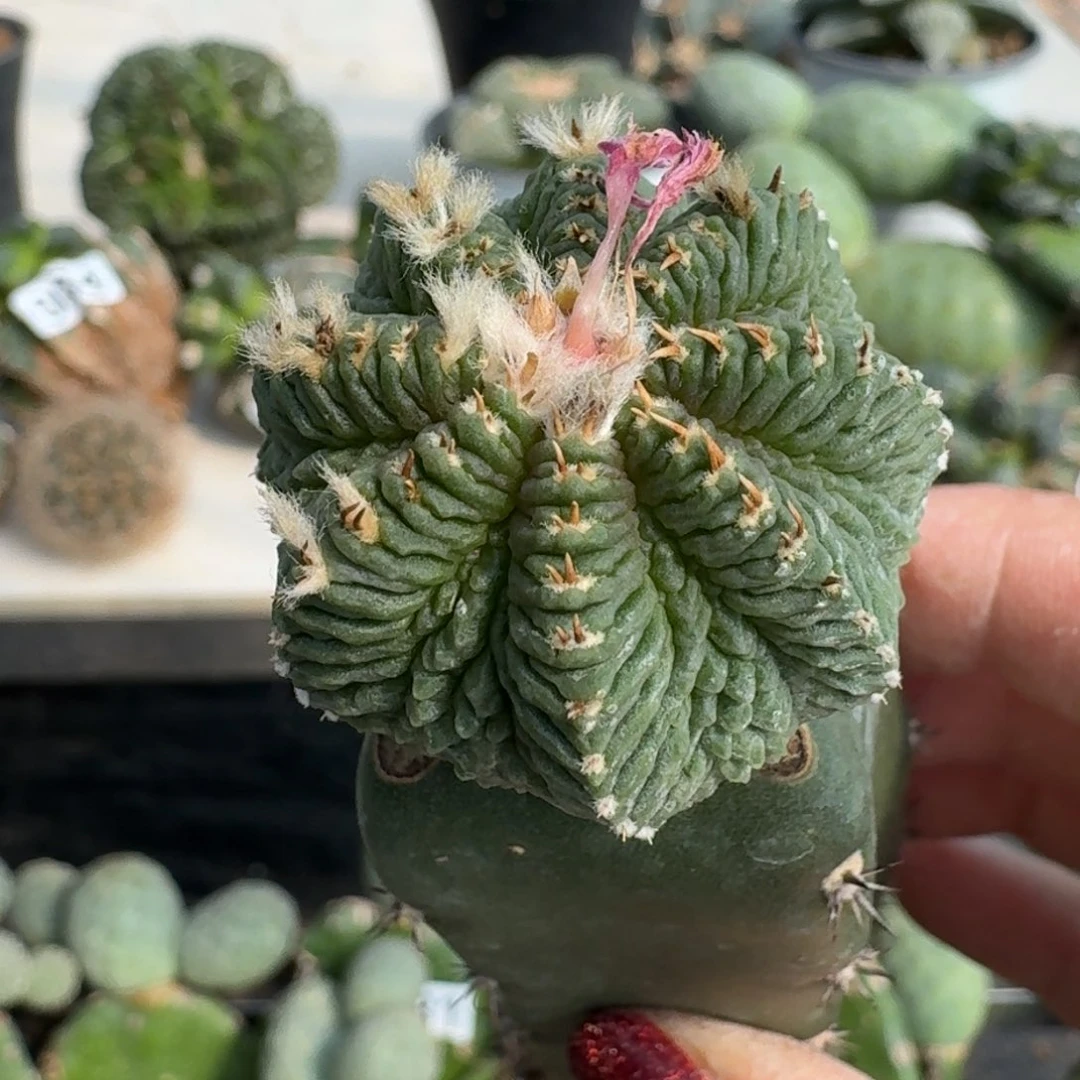 【闪购商品】无花朵老花笼