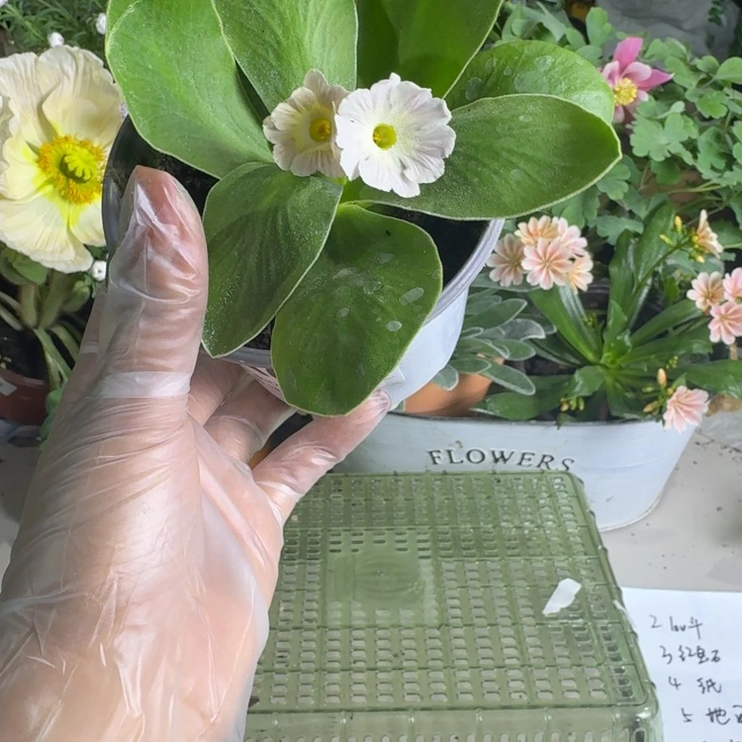 一物一拍  耳叶报春A616