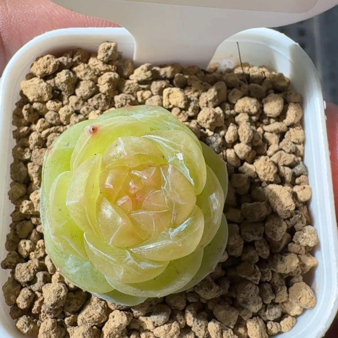 几****歌0125-59-素素单头一颗