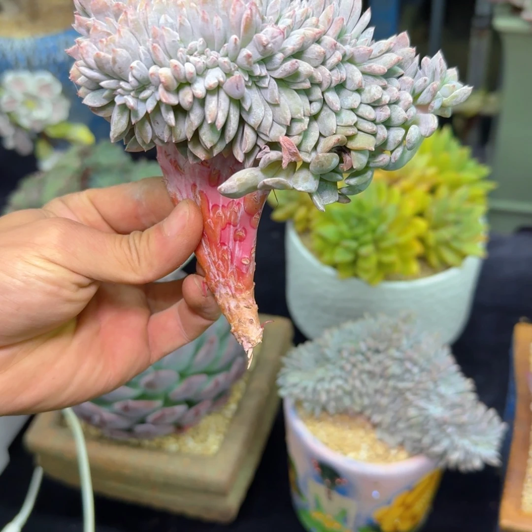 超*杰多肉植物不带盆发货