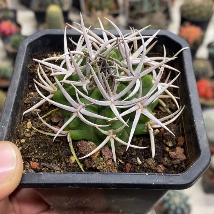 实生精品碧岩玉特价