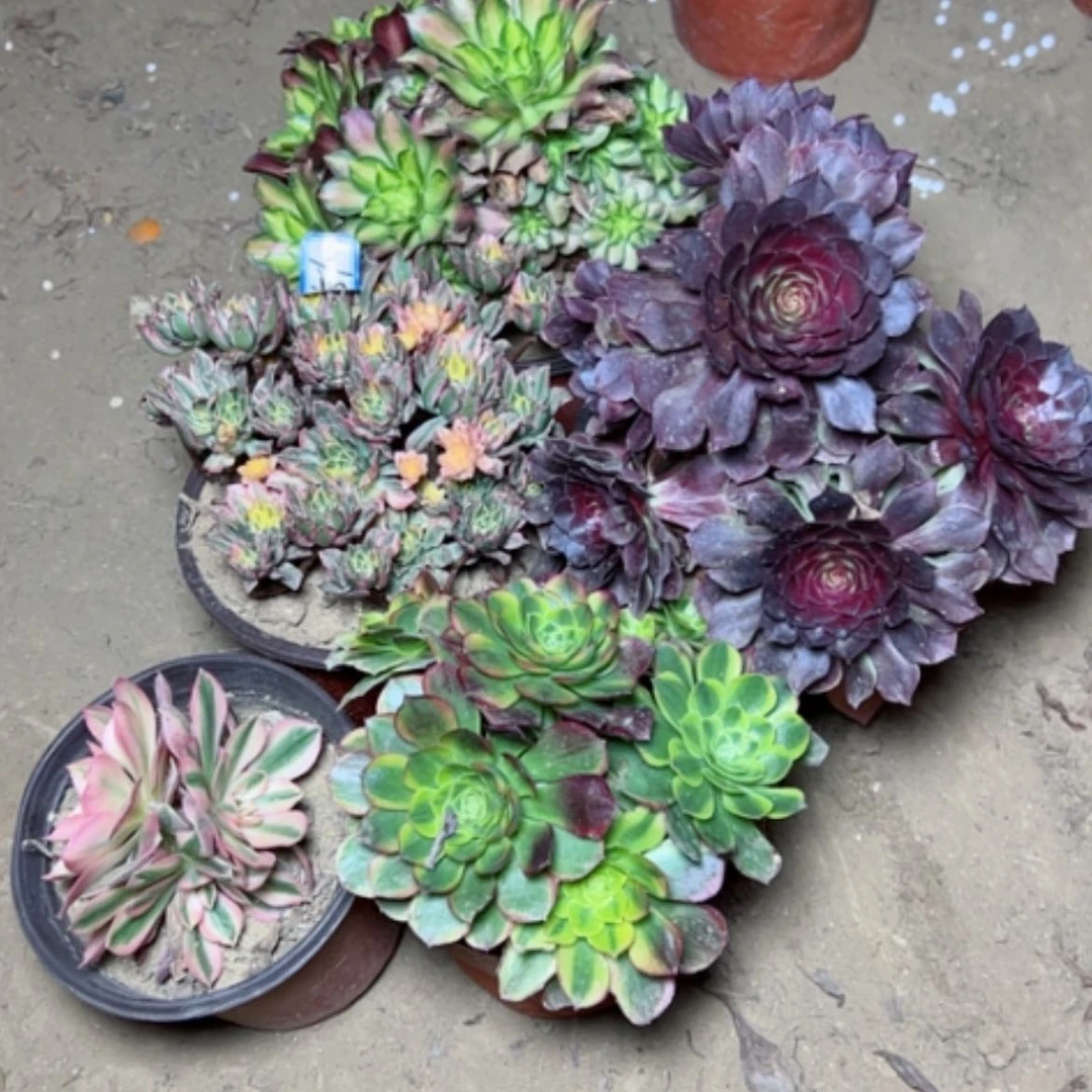 【闪购商品】@*心多肉植物处理不售后51