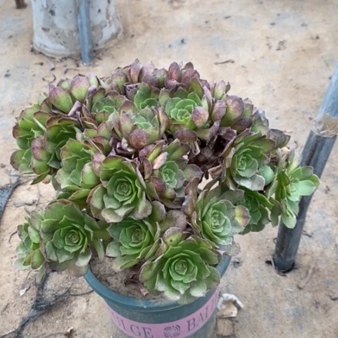 万圣节多肉植物045