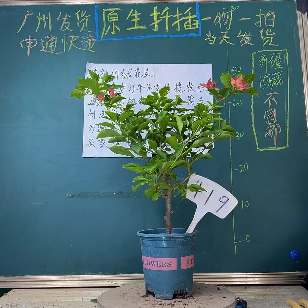 当前无花栽培后可以开花佩德罗419