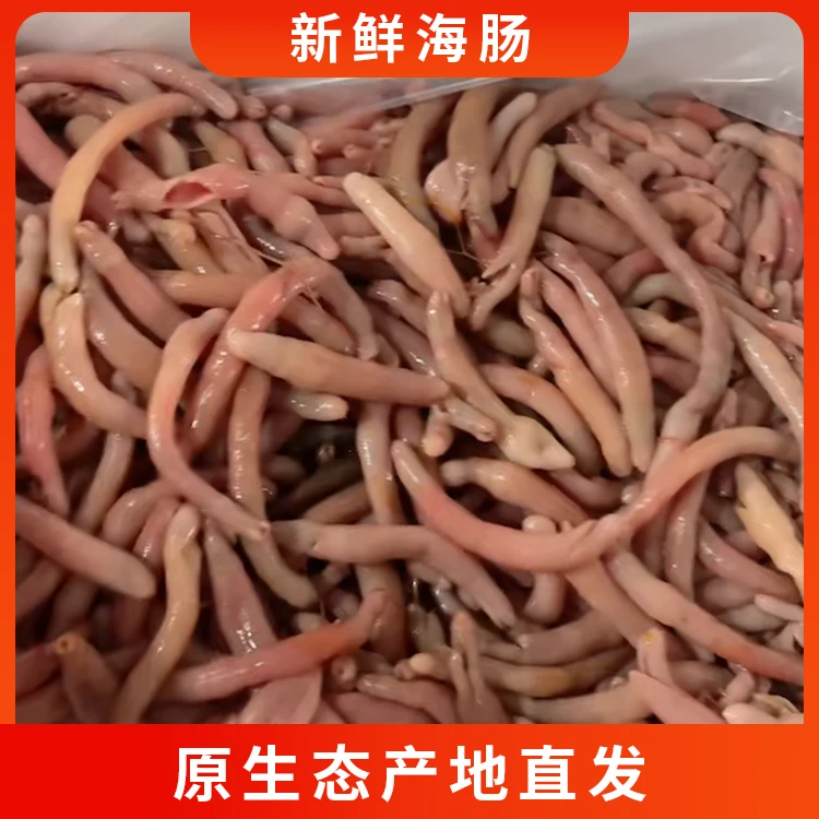 烟台新鲜海肠子 海鲜水产免处理 海肠鲜活海肠皮去内脏 好吃美味
