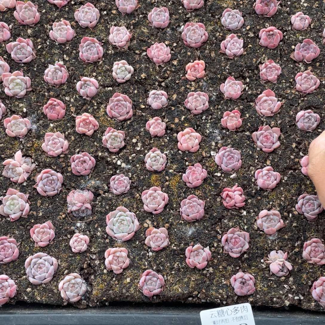 云糖心多肉植物389