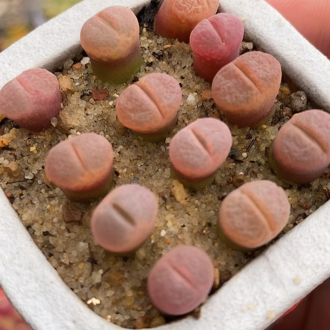 2332c10风铃一组。