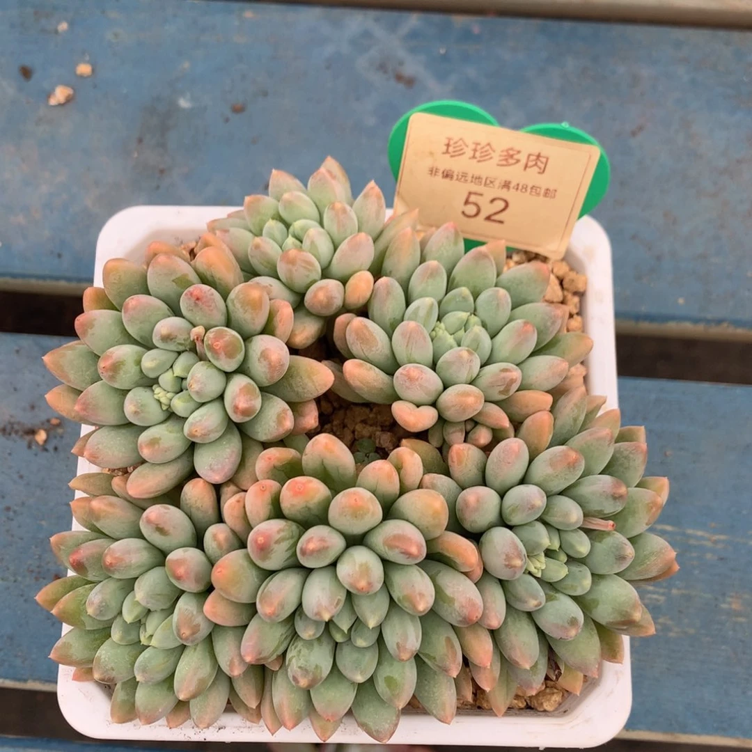 七彩奶糖无砍平头52