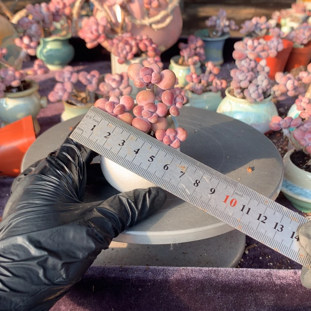 50感带盆偏远地区不包邮的