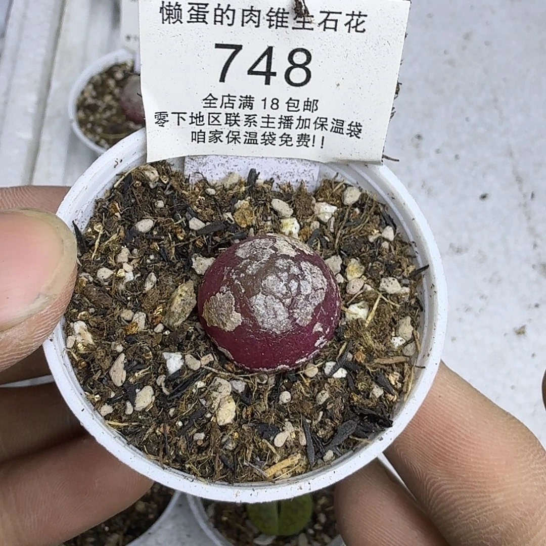 748盆口5公分满18包邮