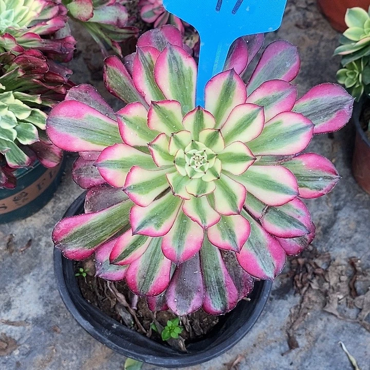 197 一颗美杜莎法师多肉