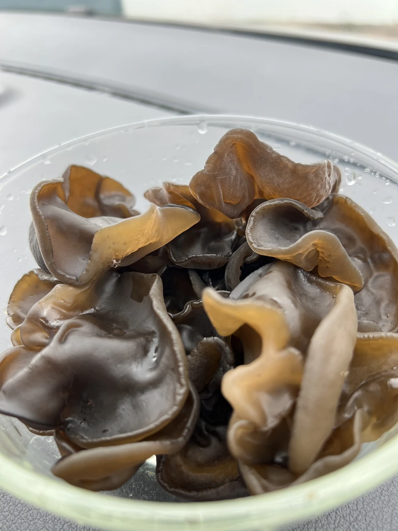 东北头茬木耳干货无根肉厚高泡发自然生长保证当季木耳不搀陈