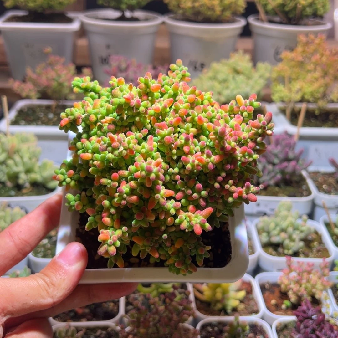 888蜜橘一物一拍包开箱