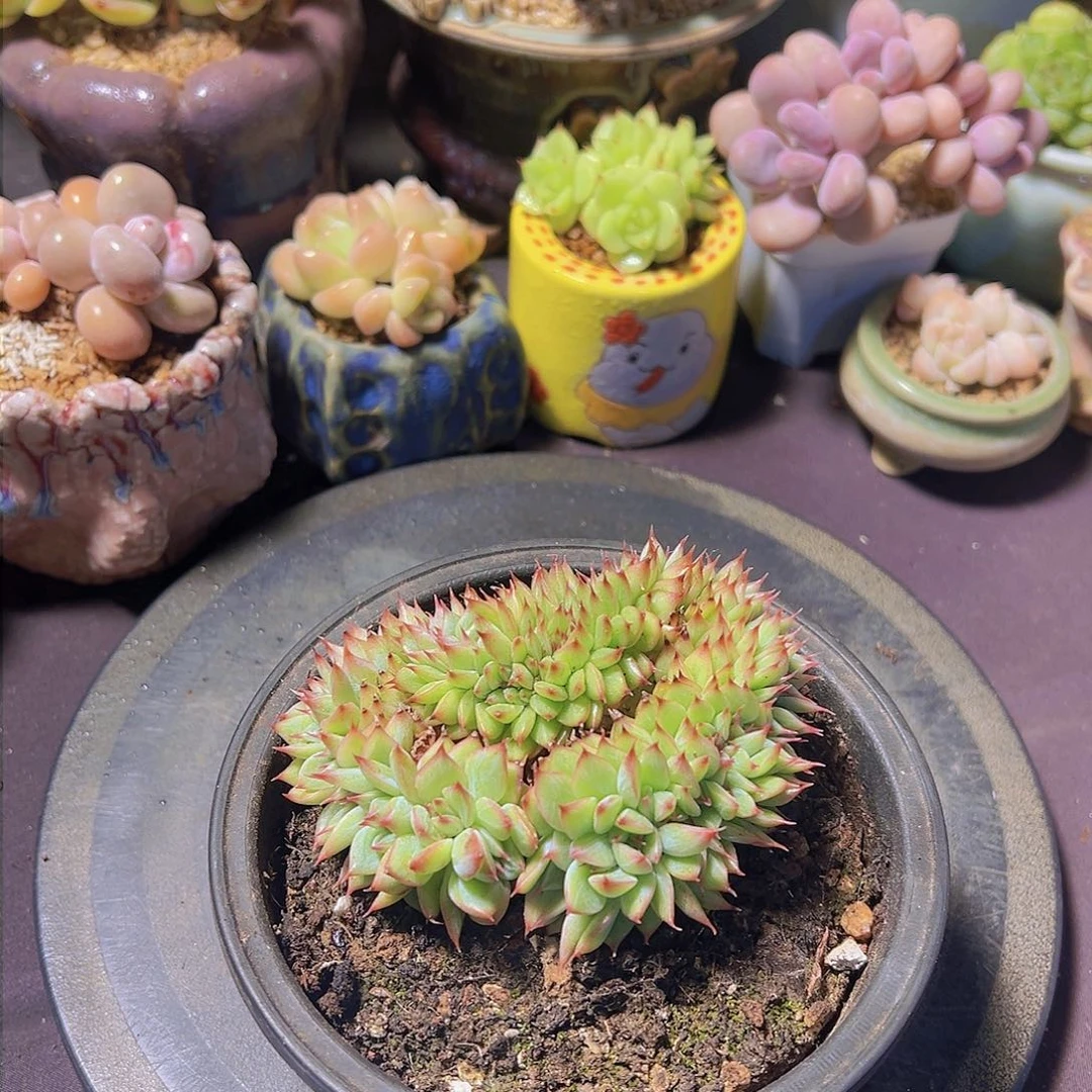 T****糖蓝龙缀化，多肉植物，