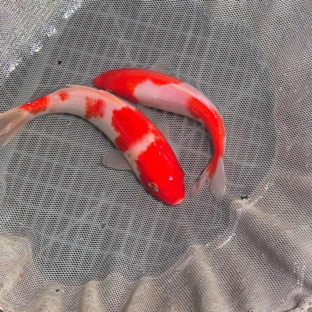 锦鲤锦鲤观赏鱼1111