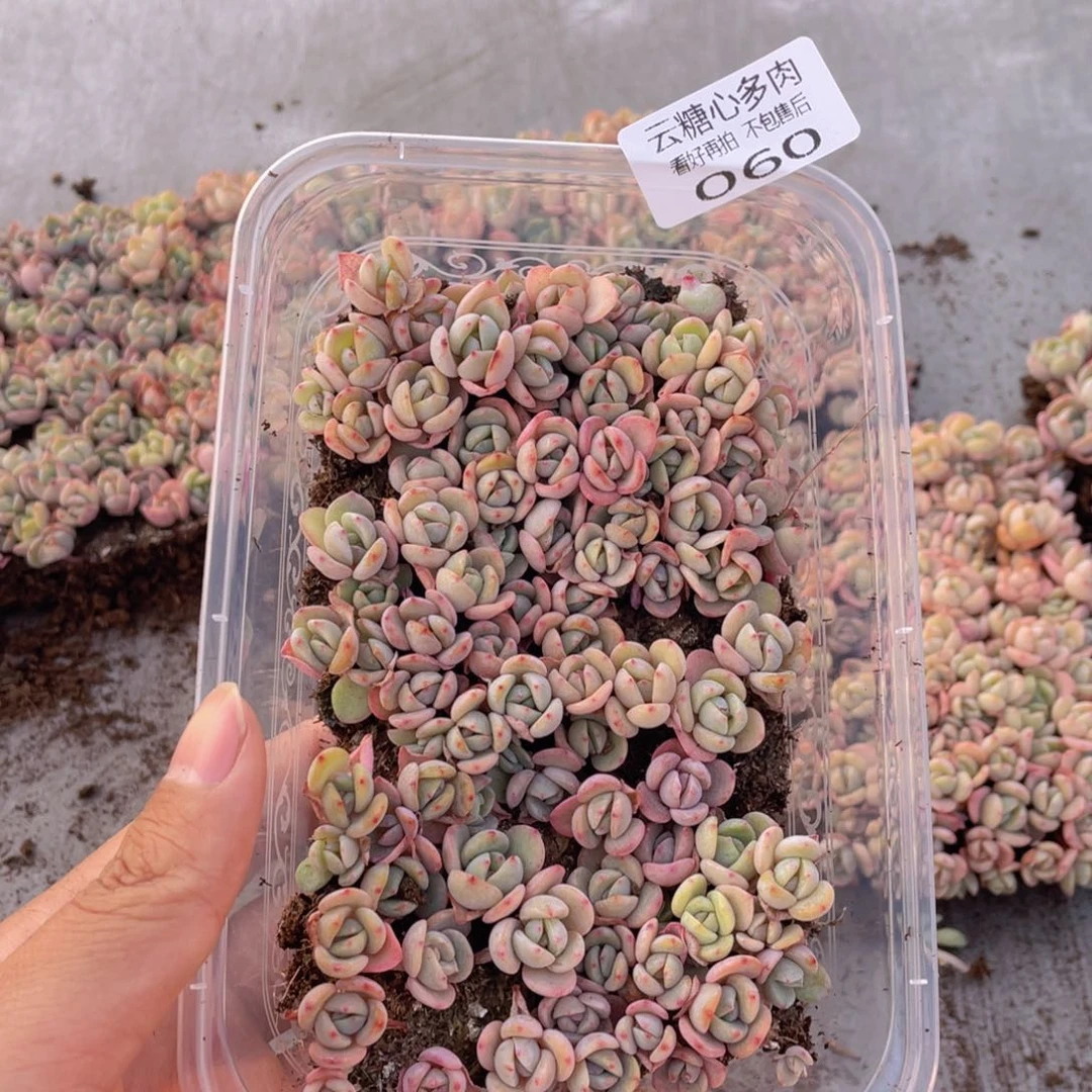 云糖心多肉植物60