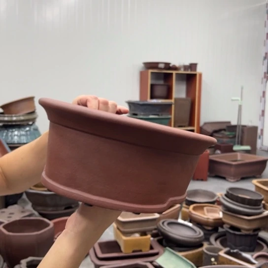 紫砂花盆中放的花都