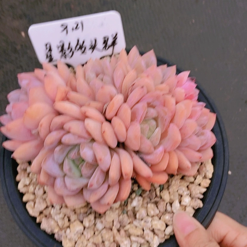 【闪购商品】L*F2302LLF