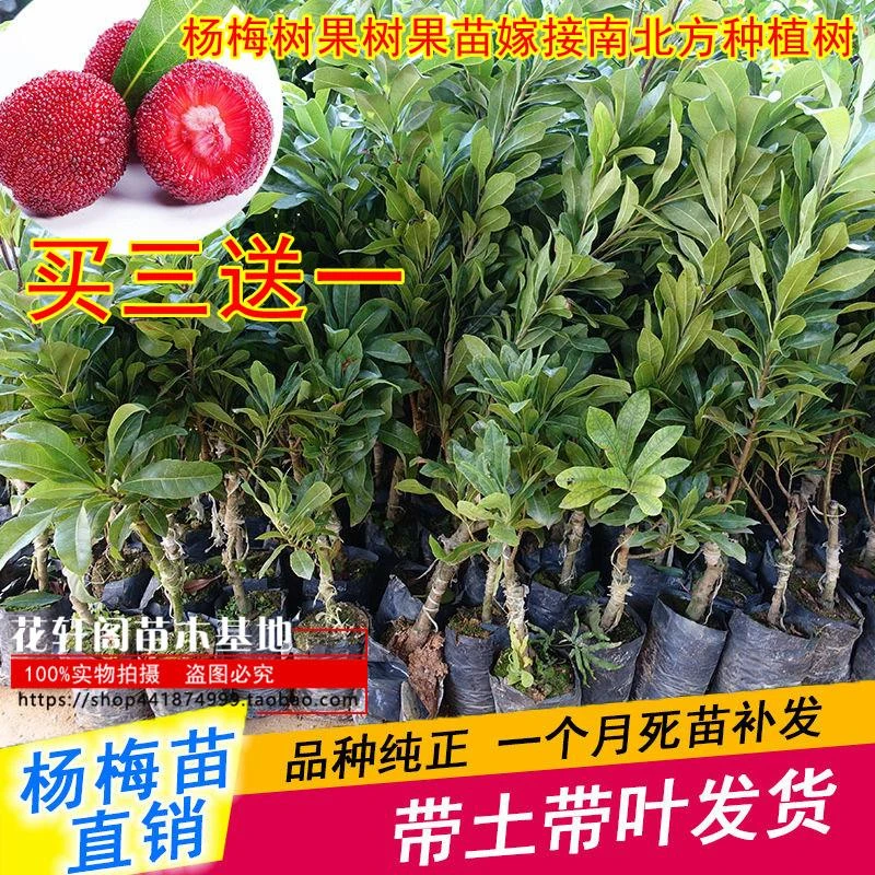 杨梅树果树果苗嫁接南北方种植树庭院地栽当年结果东魁杨梅苗树