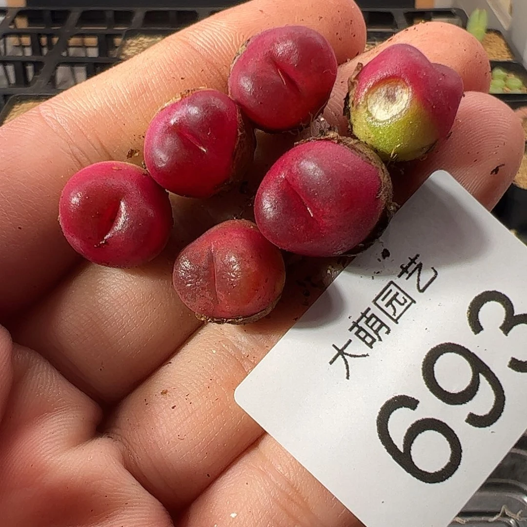 0000693一物一拍……