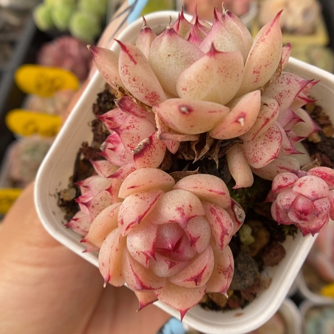 油透麦秆群生5581号。