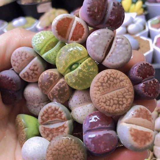 无花朵1344，2-2.4厘米18颗