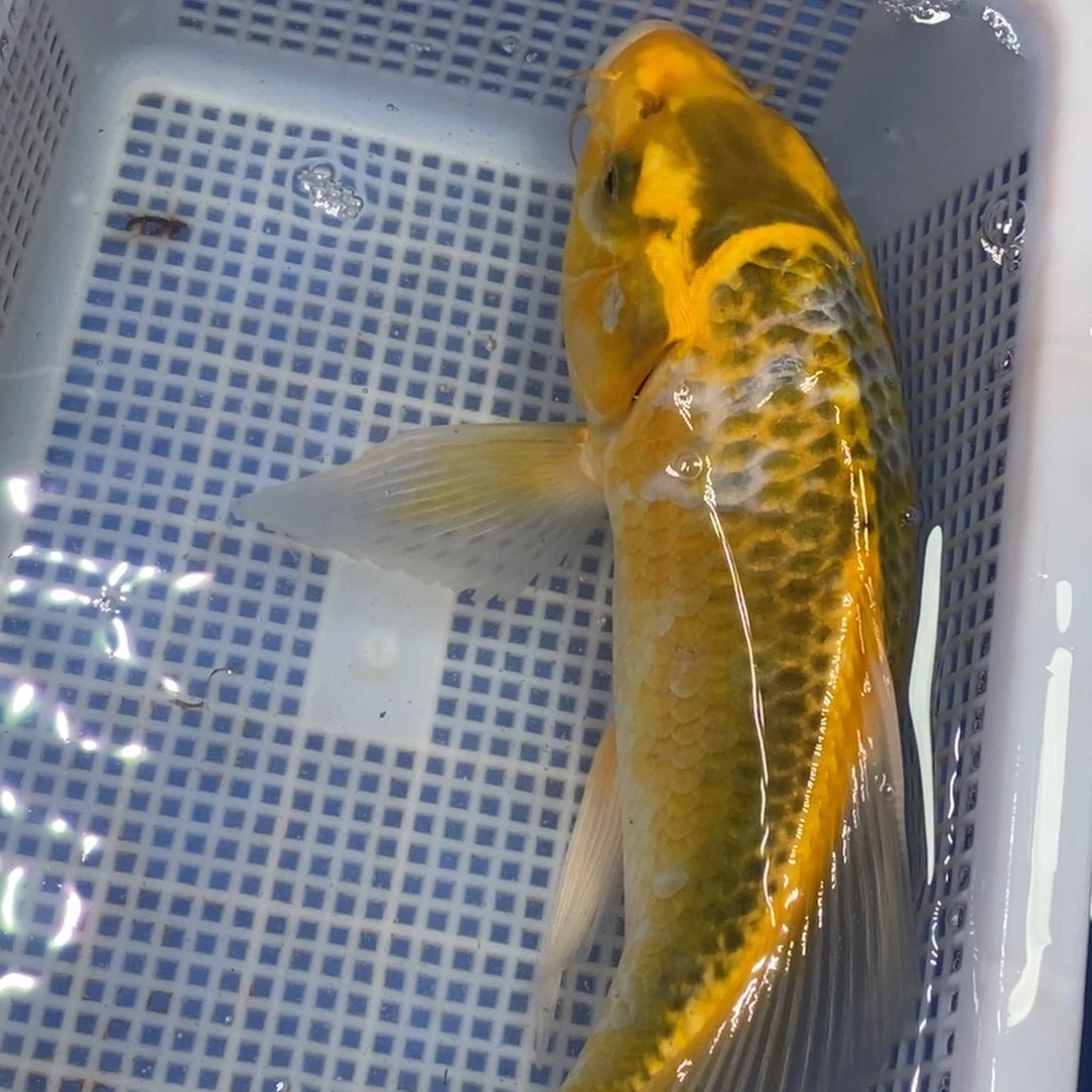 锦鲤冷水锦鲤包邮