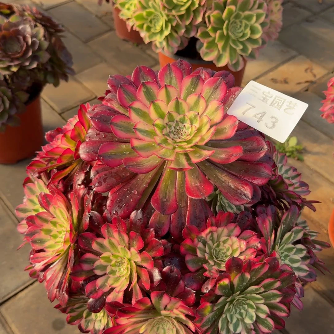 用****5多肉植物743红铜白