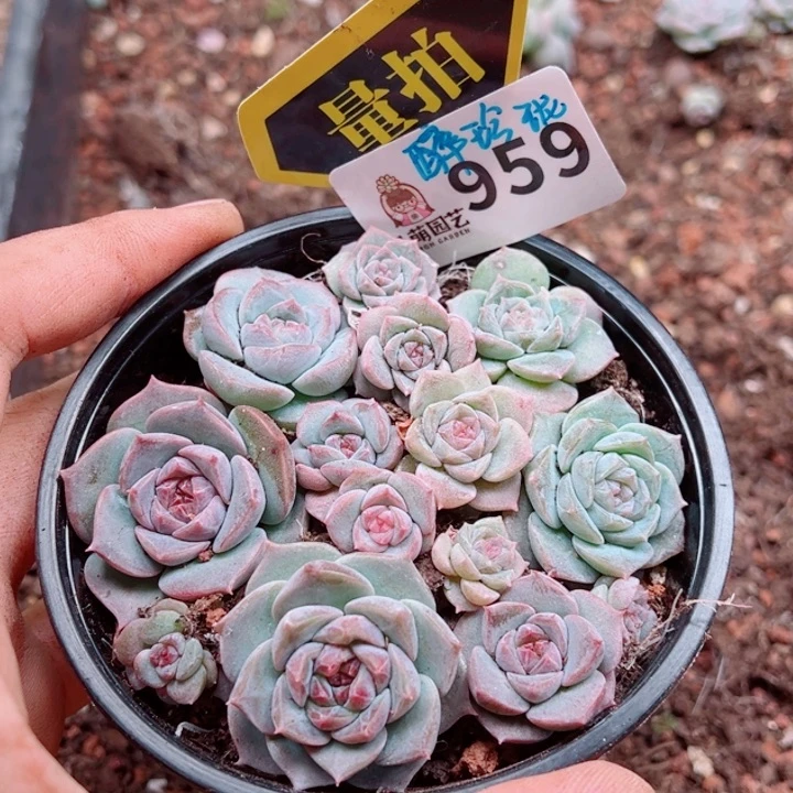 多肉植物多肉植物