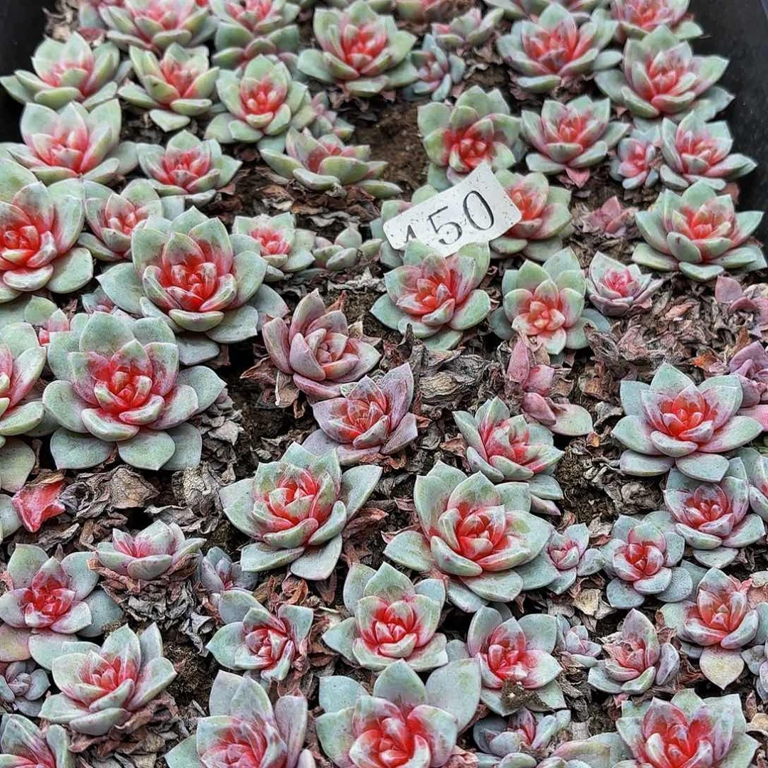 多肉植物多肉植物450