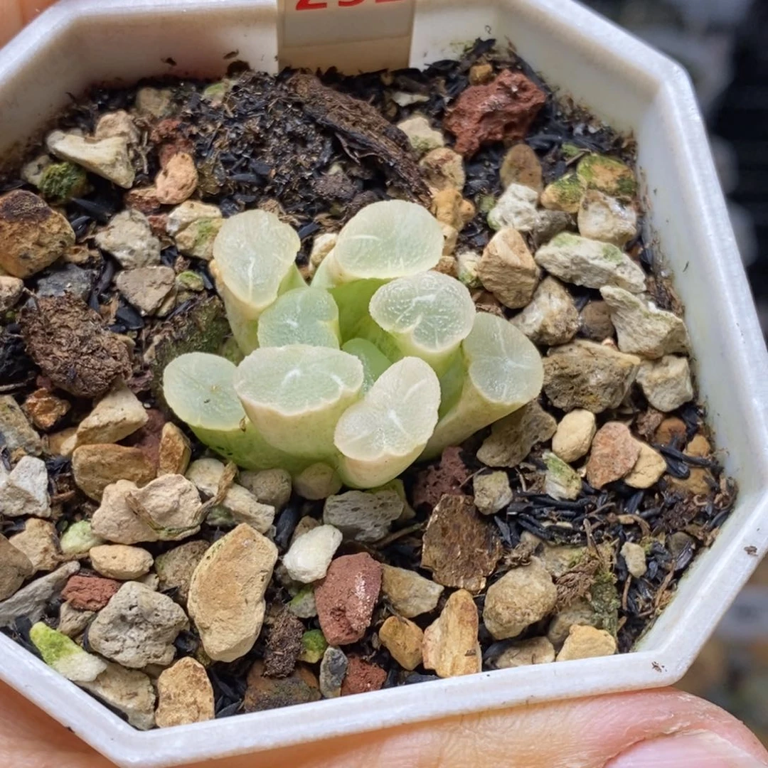 252号实生万象白锦
