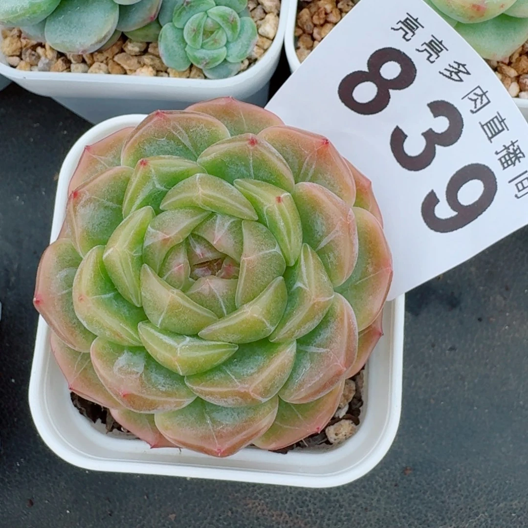 *****冰晶恋            精美多肉植物