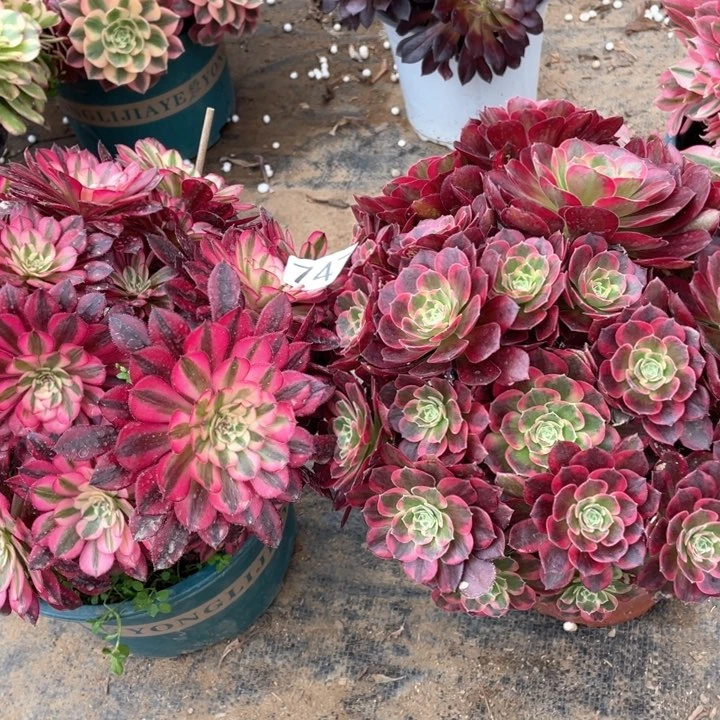 毕*747多肉植物组合