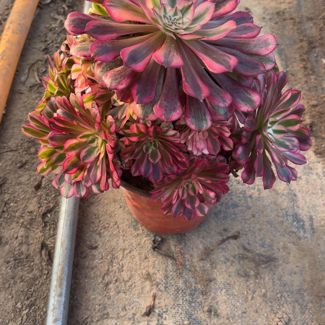 K. 1815红铜白多肉12233